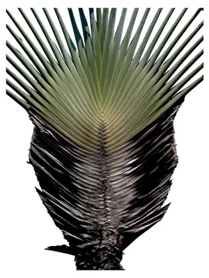 Produktbild von Baum des Reisenden (Ravenala madagascariensis) 50 Samen