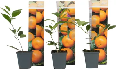 Produktbild von Orangenbaum - 3er-Set - Citrus mitis Calamondin - Höhe 25-40cm - ⌀9cm