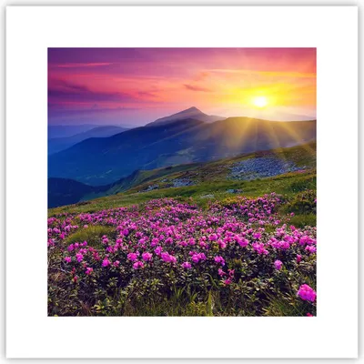Produktbild von Poster - Poster ohne Rahmen - Wiese Berge Landschaft - 30x30 cm - Wand Bild - Wanddeko - Wandbilder - Kunstposter - Wandposter - Bilder - Kunstdruck - Wanddekoration - Wandbild - P2XAC30x30-2676
