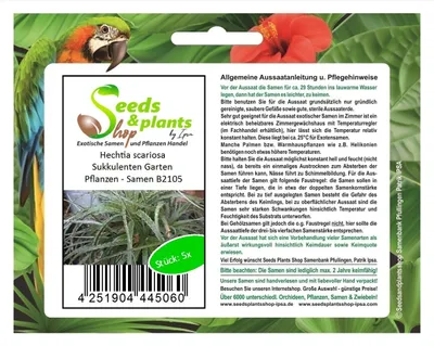 Produktbild von 5x Hechtia scariosa Sukkulenten Garten Pflanzen - Samen B2105