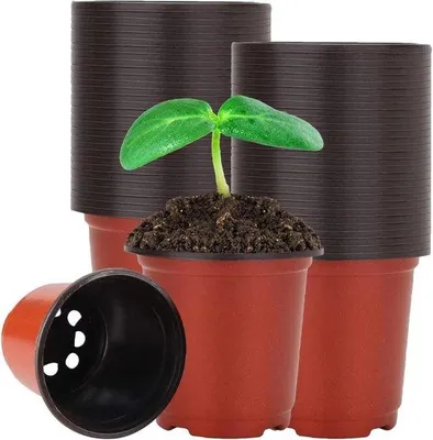 Image de Petits pots en plastique de 10 cm pour plantes succulentes