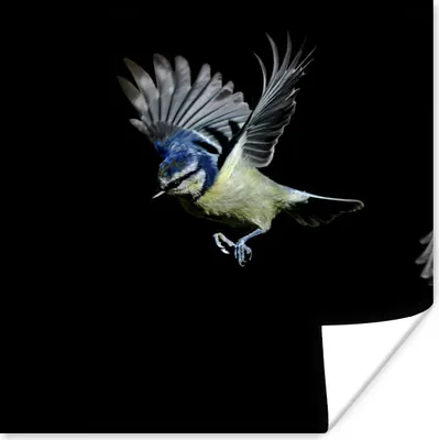 Produktbild von MuchoWow® Poster Vögel - Federn - Schwarz 30x30 cm - Wandposter - Printing