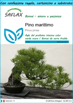 Immagine prodotto di SAFLAX Set regalo - Pino marittimo - 6 semi - Pinus