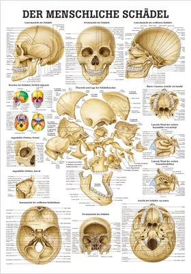 Produktbild von Schädel und Schädelknochen Mini-Poster Anatomie 34x24 cm medizinische Lehrmittel