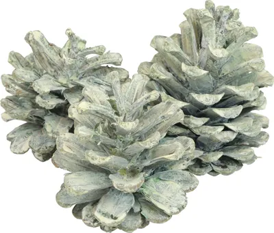 Produktbild von Schwarzkiefer Zapfen Grün Gefrostet 1kg Naturdeko Bastelbedarf Kränze Tannenbaum Deko