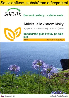 Obrázok produktu pre SAFLAX Kultivačný set - Africká ľalia / strom lásky - Agapanthus orientalis ssy. praecox (blue) - 50 Semená - S mini skleníkom, pestovateľským substrátom a 2 črepníkmi