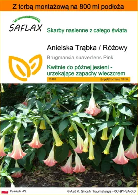 Zdjęcie produktu dla SAFLAX - Garden in the bag - Anielska Trąbka / Różowy - 10 Nasiona - Z podłożem uprawowym w praktycznej, samorozkładającej się torbie - Brugmansia suaveolens Pink