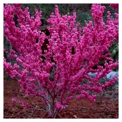 Produktbild von Judasbaum Cercis canadensis Pflanzen mit schönen rosa Blüten, großer Sämling 35-50 cm
