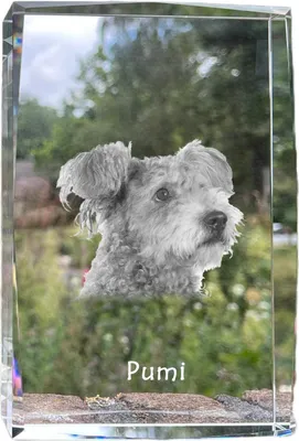 Produktbild von Pumi - Kristall mit einem Hundebild, Bild im Glas, moderne Ausstellung des Art-Dog-Bildes.
