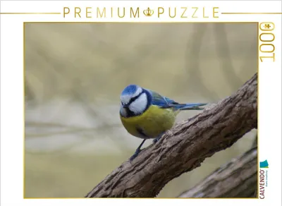 Produktbild von Calvendo Blaumeise 1000 Teile Puzzle quer 640x480mm, CALVENDO; 7326668