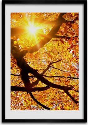 Produktbild von Bild - Bilderrahmen - 50 cm x 70 cm - MDF - Rahmen - Wandkunst Herbstlicher Baum