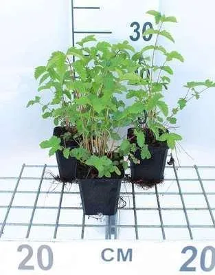 Zdjęcie produktu dla 6 x Filipendula ulmaria - Meadowsweet - doniczka 9 x 9 cm