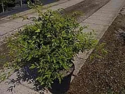 Produktbild von Fagus sylvatica Sandrode - Farnblättrige Buche Sandrode 40-60