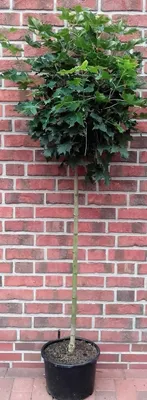 A potted tree stands in front of a brick wall.