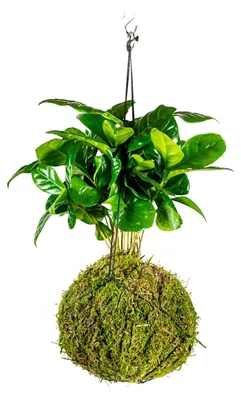 Obrázek produktu pro Gardners Kokedama Coffea arabica (L)