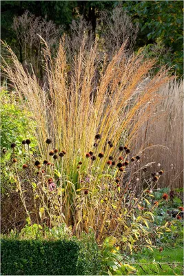 Produktbild von Stauden Gänge 1 x Molinia arundinacea 'Karl Foerster' im 1 Liter Topf - Hohes Pfeifengras - Graziöse Höhepunkte für lebendige Gärten - Winterhart