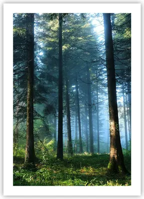 Produktbild von Poster - Poster ohne Rahmen - Wald Dämmerung die Sonne - 50x70 cm - Wand Bild - Wanddeko - Wandbilder - Kunstposter - Wandposter - Bilder - Kunstdruck - Wanddekoration - Wandbild - P2XPA50x70-4398