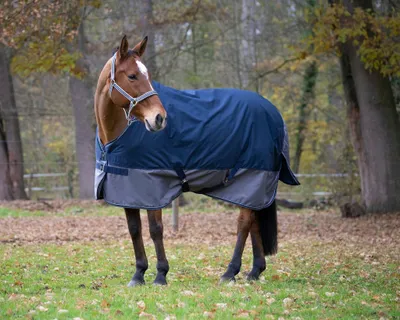 Produktbild von EQUITHÈME TYREX 600 D  Weidedecke, Regendecke, Outdoordecke 0 g, , Farbe:marineblau/grau, Größe:Rückenlänge 145 cm  Polyfil 0 g