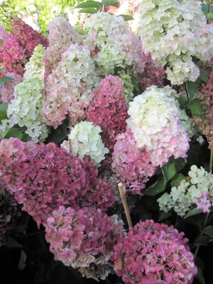 Produktbild von Hydrangea paniculata Fraise Melba ® - Rispenhortensie Fraise Melba ® - 40-60cm