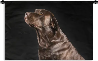Produktbild von MuchoWow® Wandteppich Wandbehang Hund - Braun - Porträt 150x100 cm Tapisserie Dekoration Wandtuch - Waschbar - Tapisserien - Wand-Decke