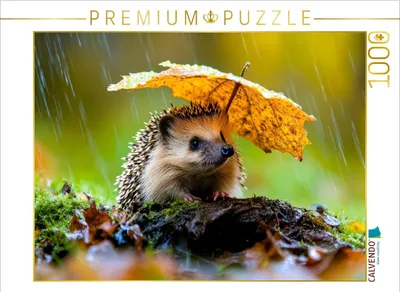 Produktbild von CALVENDO Puzzle Igel | 1000 Teile Lege-Größe 64x48cm Foto-Puzzle für glückliche Stunden
