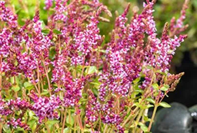 Obrázek produktu pro 6 x Rotala indica - Indická rotala - Topf 9 x 9 cm