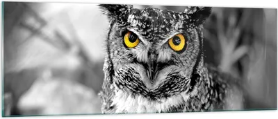Produktbild von Bilder auf glas - Eule Vogel Natur - 140x50cm - Glasbilder - Wandbilder - Kunstdruck - zum Aufhängen bereit - Wanddekoration aus Glas - Glas Bilder - Wandbild auf Glas - Einteilig - GAB140x50-1318