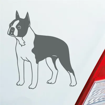 Produktbild von Auto Aufkleber Boston Terrier Hund Dog Animal 12x10 cm Grau Sticker Heckscheibenaufkleber