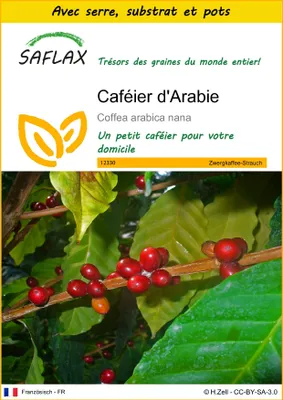 Image de SAFLAX Ensemble de culture - Caféier d'Arabie - 8 graines - Coffea