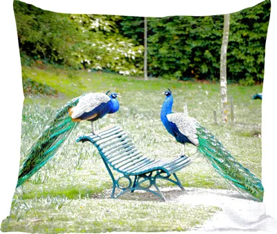 Produktbild von MuchoWow® Zierkissen Sofakissen Wohnzimmer Dekokissen 60x60 cm Pfau - Bank - Park - Sitzfläche - Foto Polster