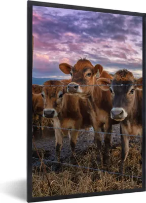 Produktbild von MuchoWow® Gerahmtes Poster Kuh - Tiere - Kühe 60x90 cm - Poster mit Schwarzem Bilderrahmen Wandposter Rahmen Foto Bilder - Kunst