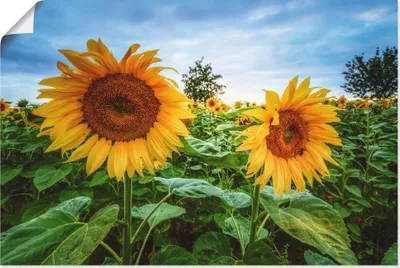 Produktbild von ARTland Poster Sonnenblumen I Größe: 120x80 cm
