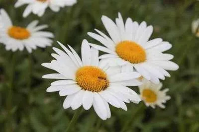 Obrázek produktu pro 6 x Leucanthemum (s) 'Becky' - Marguerite - květináč 9 x 9 cm