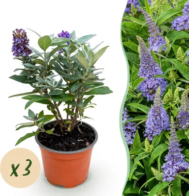Zdjęcie produktu dla Buddleja davidii Butterfly Candy Little Lilac - Butterfly bush - Compact - Lilac - 3 rośliny - 20-30cm - Ø12cm - Roślina ogrodowa