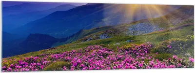 Produktbild von Bilder auf glas - Wiese Berge Landschaft - 160x50cm - Glasbilder - Wandbilder - Kunstdruck - zum Aufhängen bereit - Wanddekoration aus Glas - Glas Bilder - Wandbild auf Glas - GAB160x50-2676