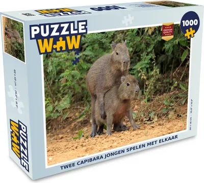 Obrázek produktu pro MuchoWow MuchoWow® Puzzle 1000 ks Dvě mláďata kapybary si spolu hrají