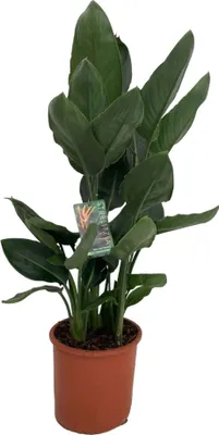 Zdjęcie produktu dla Trendyplants - Strelitzia Reginae - Kwiat rajskiego ptaka - Roślina domowa - Wysokość 90-110 cm - Rozmiar doniczki Ø19 cm