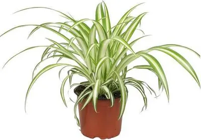Immagine prodotto di Chlorophytum - Ø12cm - altezza 20-25cm - Pianta da appartamento di facile