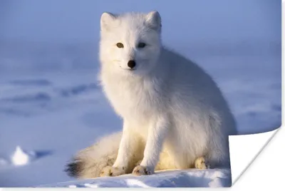Produktbild von MuchoWow® Poster Polarfuchs - Sonne - Schnee 180x120 cm - Fotoplakat