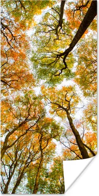 Produktbild von MuchoWow® Poster Herbst - Himmel - Baum 40x80 cm - Dekoration