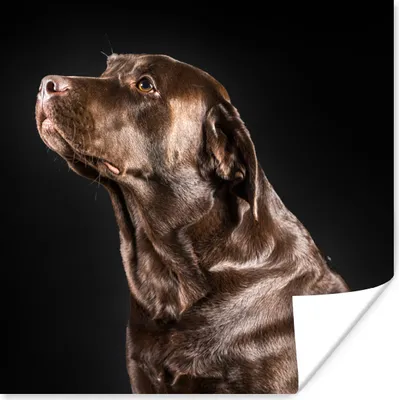 Produktbild von MuchoWow® Poster Hund - Braun - Porträt 30x30 cm