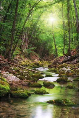 Produktbild von Wallario Poster - Fluss im Wald, Kunstdruck Größe: 61 x 91,50 cm