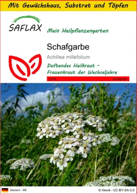 Produktbild von SAFLAX Anzucht Set - Schafgarbe - Achillea millefolium - 200 Samen - Mit Mini-Gewächshaus, Anzuchtsubstrat und 2 Töpfen