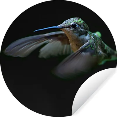 Produktbild von MuchoWow® Runde Wandtattoo - Wandsticker Tapete Aufkleber Kolibri - Vogel - Grün Ø 80 cm Selbstklebend und Repositionierbar - Wandaufkleber - Kreis - Mauerkreis - Wand Bilder - Wandsticker - Wohnzimmer Dekoration - Dekoration für die Wände - Aluminium - Babyzimmer