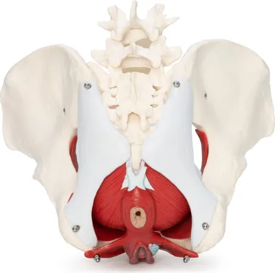 Produktbild von Weibliches Becken Anatomie Modell lebensgroß 7 teilig Organe Muskeln Kreuzbein