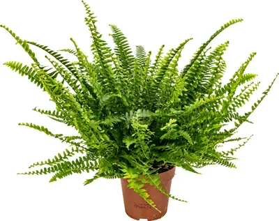 Produktbild von Bloomique - Nephrolepis Exaltata Vitale - Schwertfarn - Zimmerpflanzen - Luftreinigend - Höhe 20-30 cm - Topf 12 cm