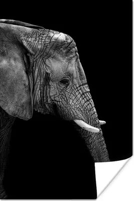 Produktbild von MuchoWow® Poster Elefant - Schwarz und weiß - Porträt - Tiere 20x30 cm - Papierdruck