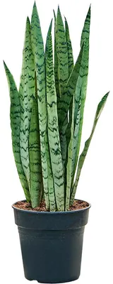 Produktbild von Nieuwkoop Europe BV, Sansevieria trifasciata 'Silver Mist', Durchmesser 21 cm