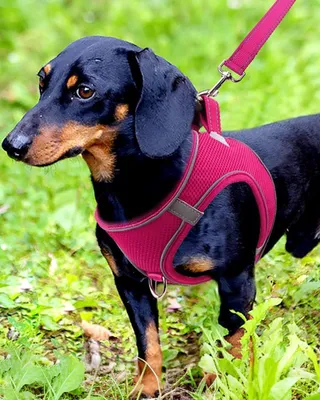 Produktbild von Reflektierend Halsband für kleine und mittelgroße Hunde - Sicherheitsgurt mit Reflektierfunktion - Fuchsia