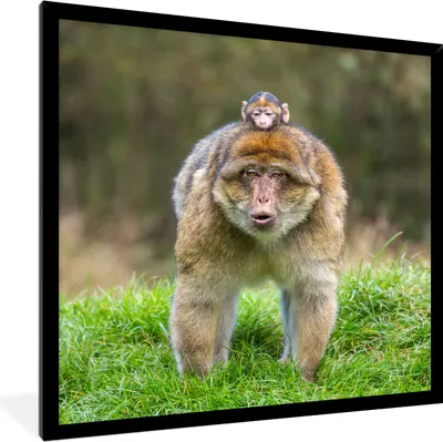 Produktbild von MuchoWow® MuchoWow® Gerahmtes Poster Tier - Affe - Baby 40x40 cm - Poster mit zchwarzem Bilderrahmen - Mit Rahmen - Wanddekoration Schlafzimmer